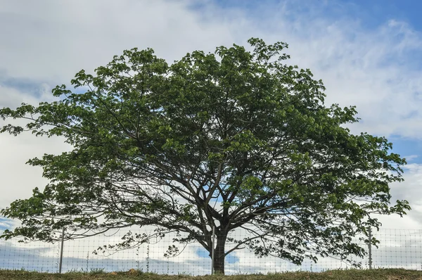 Ağaç — Stok fotoğraf