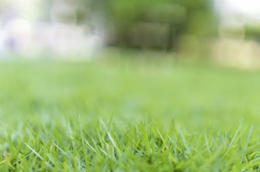 Doğal yeşil arkaplan