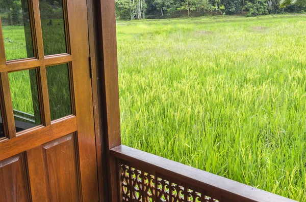 Casa in legno al campo di risaia — Foto Stock