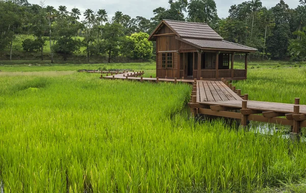 Dřevěný dům na paddy field — Stock fotografie