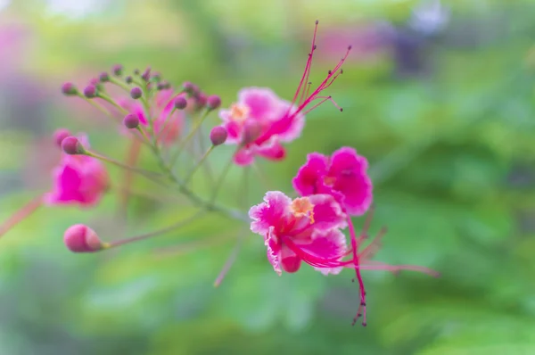 Flor rosa natural — Fotografia de Stock