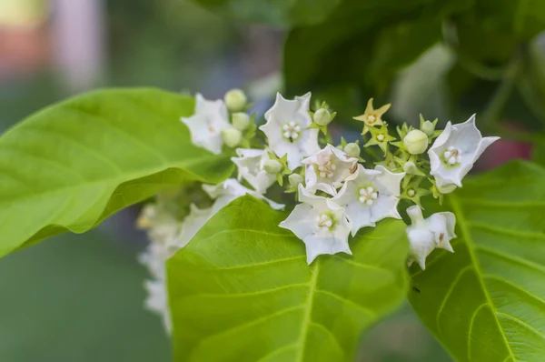 Natuurlijke groen — Stockfoto