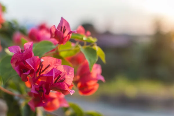 红色叶子开花 — 图库照片