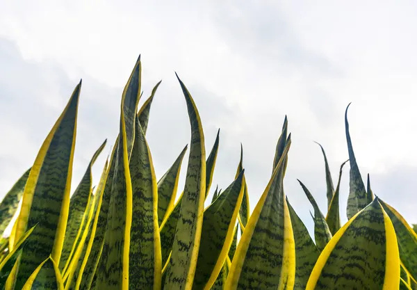 Aloe vera — Stock Photo, Image