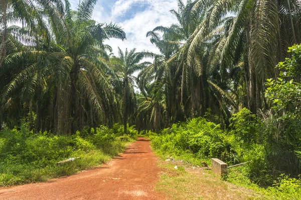 Plantación de aceite de palma —  Fotos de Stock