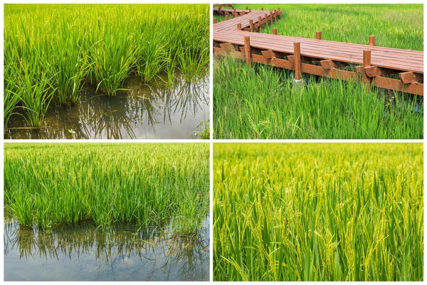 Bidang Paddy — Stok Foto