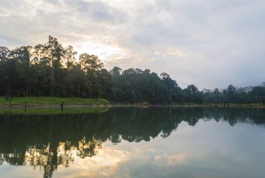 Orman ve ölü ağaçlar