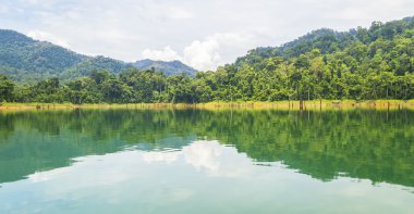 yağmur ormanları ve yansıma