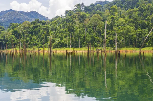 Forêt tropicale et réflexion — Photo