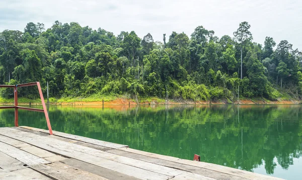 Bosque lluvioso — Foto de Stock