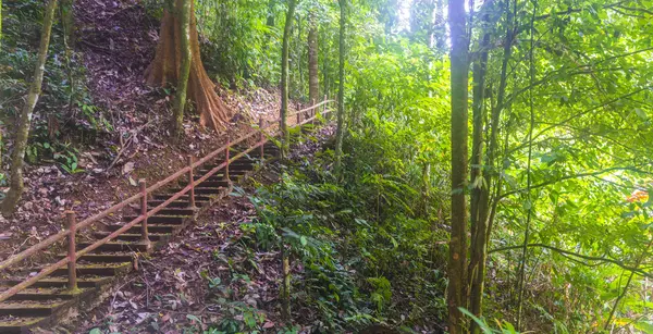 Forest track — Stock Photo, Image