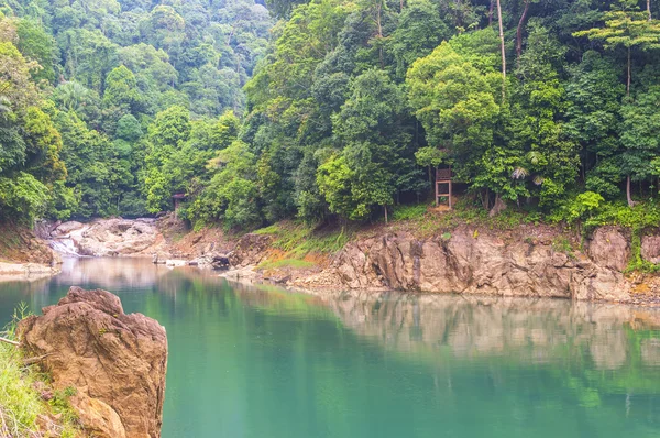 Rainforest — Stock Photo, Image