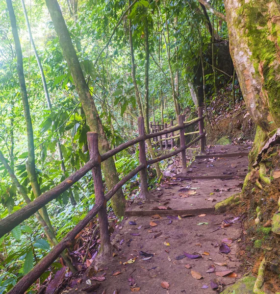 Forest track — Stock Photo, Image