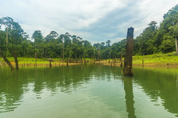 Selva tropical y reflexión — Foto de Stock