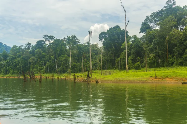 Selva tropical y reflexión — Foto de Stock