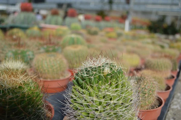 Close-up Cactus — Stock Photo, Image