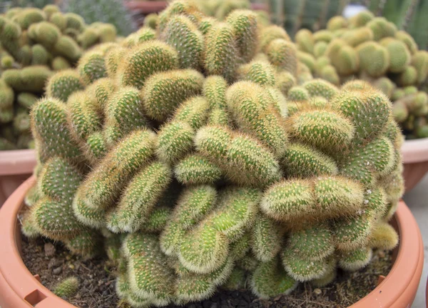 Close-up cactus — Stockfoto