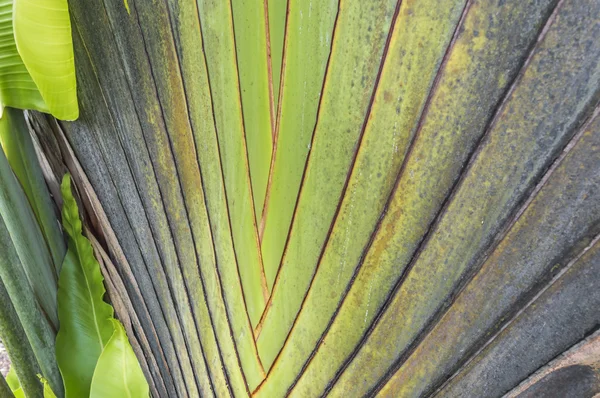 Banana tree — Stock Photo, Image