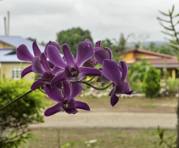 Flor de orquídea — Fotografia de Stock