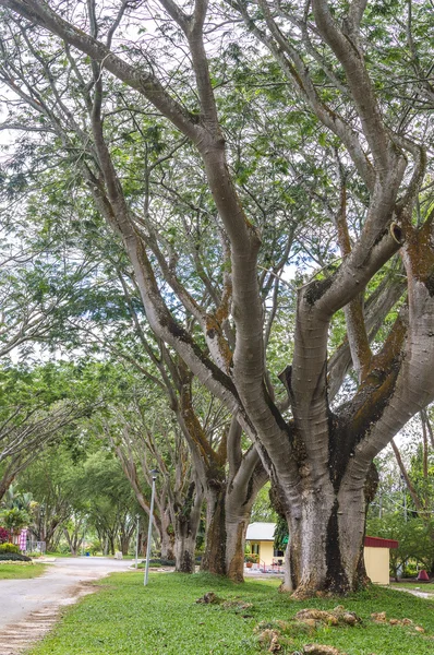 Tree branches — Stock Photo, Image