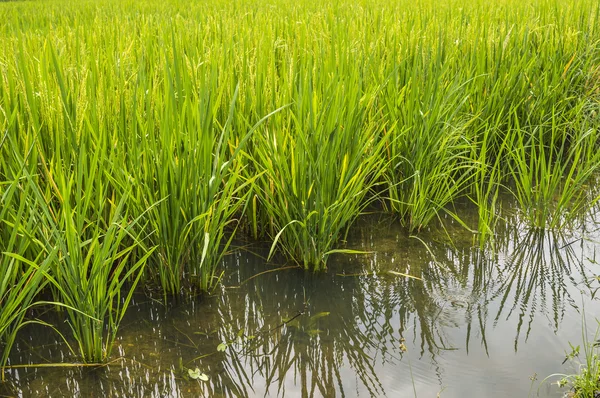 Planta de arroz paddy — Fotografia de Stock