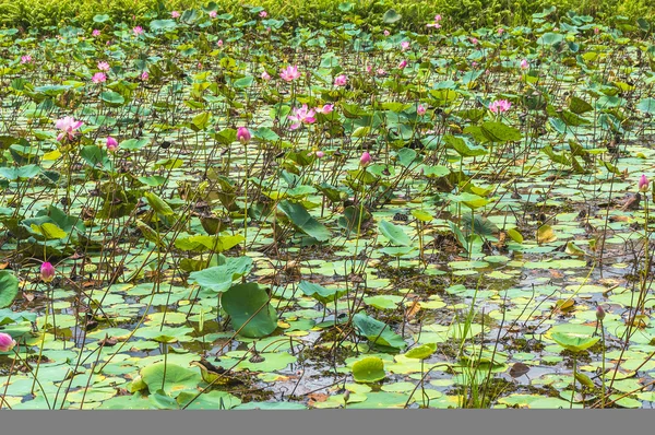 Lotus flowers and lotus leaves — Stock Photo, Image