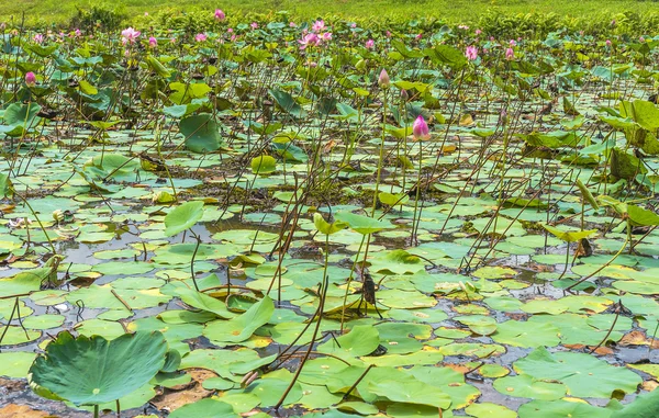 Lotosové květy a listy lotosu — Stock fotografie