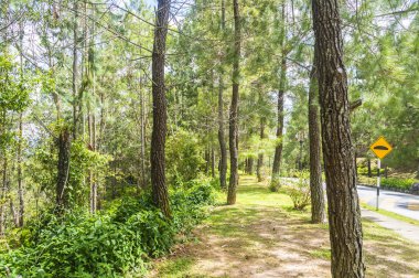 çam casuarina ağacı