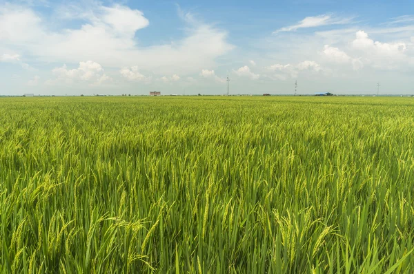 Arroz — Foto de Stock