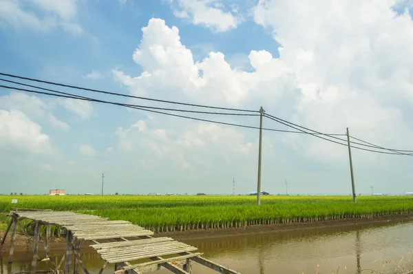 Puente de madera viejo —  Fotos de Stock