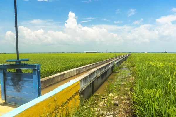 Saluran air untuk pertanian padi — Stok Foto