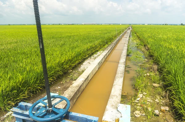 Drenaje de agua para la granja de arroz —  Fotos de Stock
