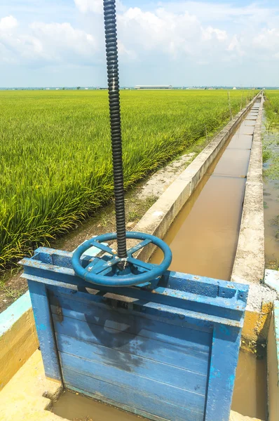 Dreno de água para a fazenda paddy — Fotografia de Stock