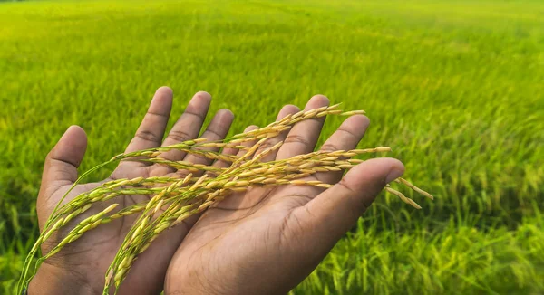 Close up paddy — Stock Photo, Image