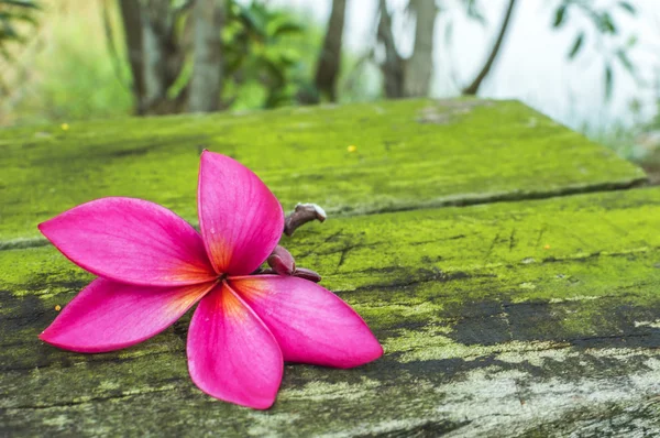 Plumeria — Fotografia de Stock