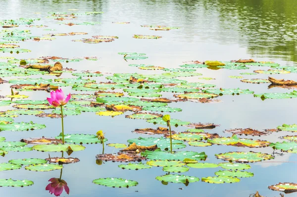 Lotus — Stock Photo, Image