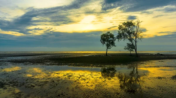 Silhouette dell'albero — Foto Stock