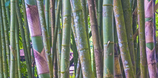 Bamboo tree — Stock Photo, Image