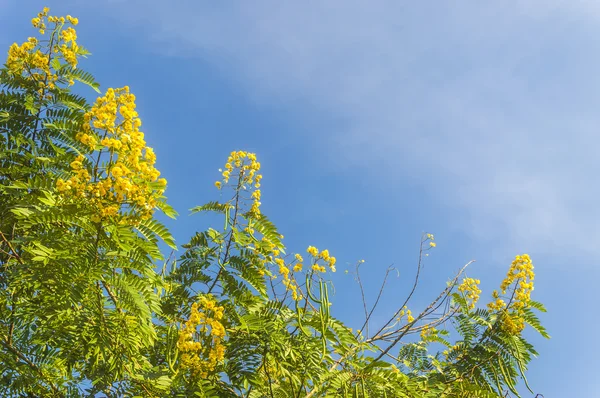 Gele bloem — Stockfoto