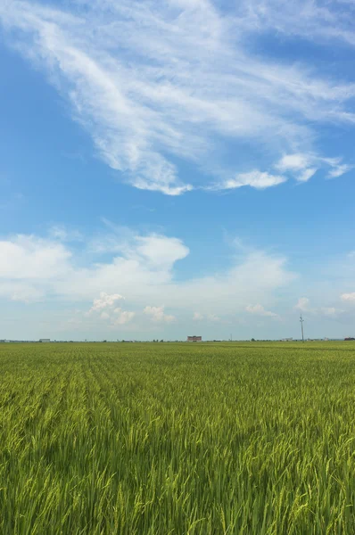 Campo de arroz —  Fotos de Stock