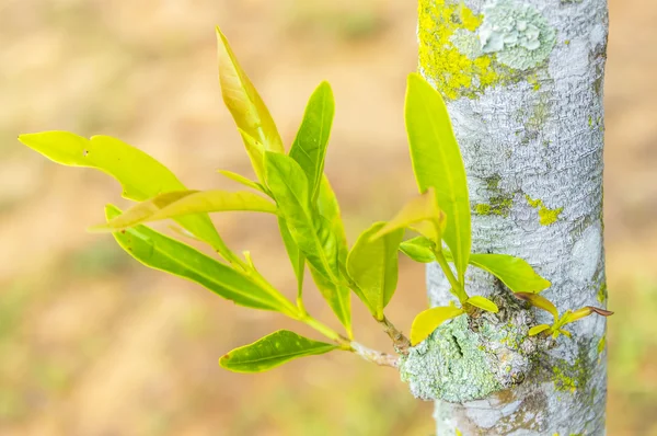 Leaves — Stock Photo, Image