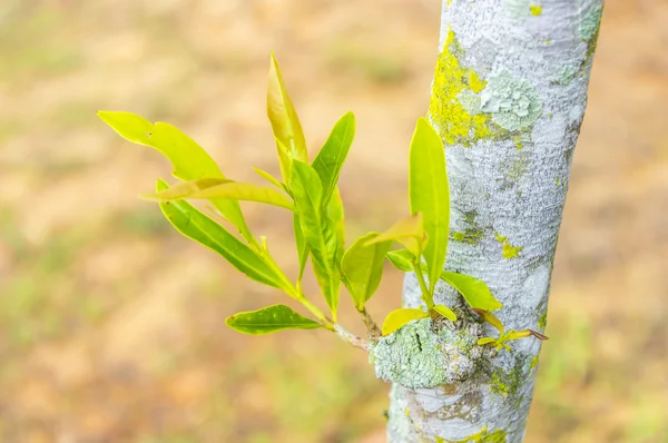 Leaves — Stock Photo, Image