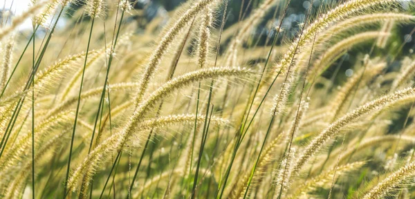 Divoká tráva — Stock fotografie