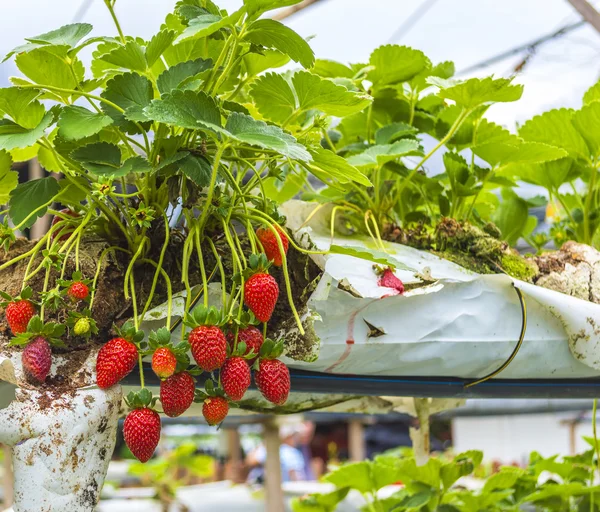 Fattoria di fragole — Foto Stock