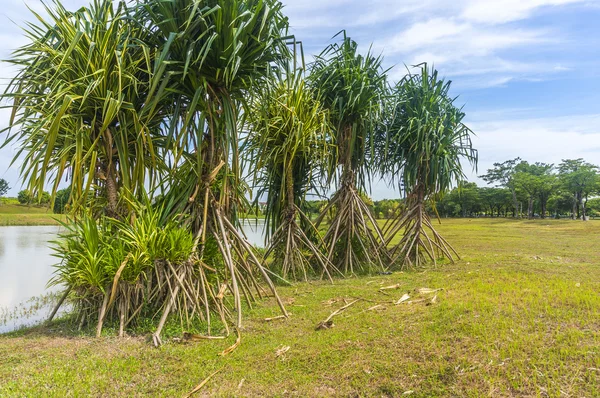 Pandanus — Stock Photo, Image