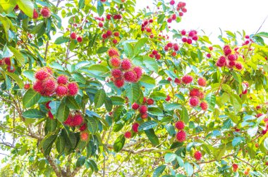 Rambutan meyve