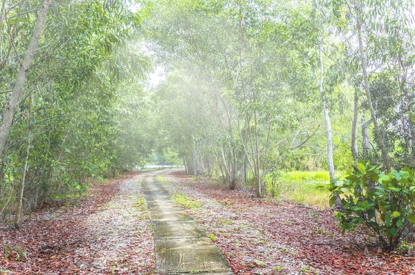 Circuito de footing con niebla matutina —  Fotos de Stock