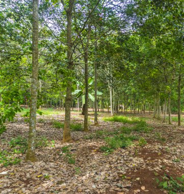 kauçuk ağacı çiftliği konutunda