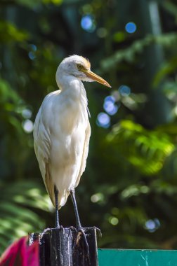 Beyaz ak balıkçıl