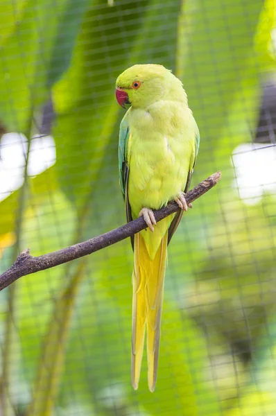 Πουλί της Αλεξανδρινής parakeet — Φωτογραφία Αρχείου